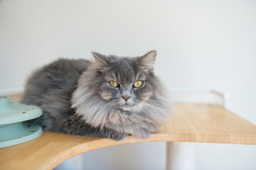 Portrait of American Bobtail gray cat breed sitting on table