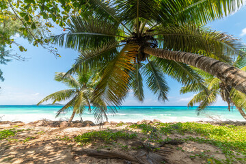 Palm trees in Anse Kerlan