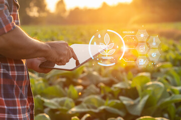 Farmer working in the tobacco field. Man is examining and using digital tablet to management, planning or analyze on tobacco plant after planting. Technology for agriculture Concept