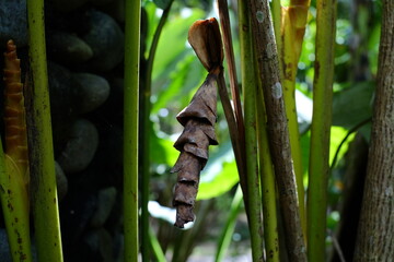close up of a bamboo forest