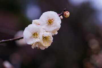 白い梅の花