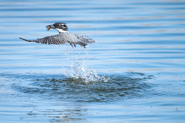 a crested kingfisher is fishing into water