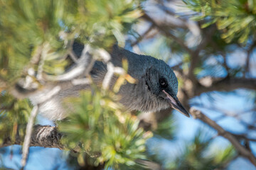 Mexican Jay peeking out of a tree
