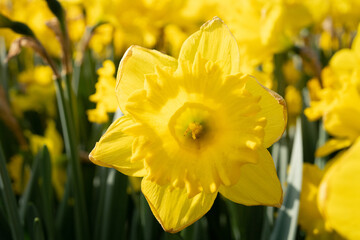 Obraz premium yellow daffodils in spring garden