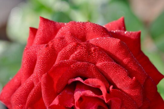 Red rose with mist water droplets