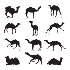 Set camel silhouette vector illustration.