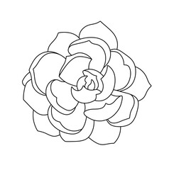 Vector isolated one single succulent plant flower, leaves top view colorless black and white contour line easy drawing