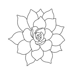 Vector isolated one single succulent plant flower, leaves top view colorless black and white contour line easy drawing