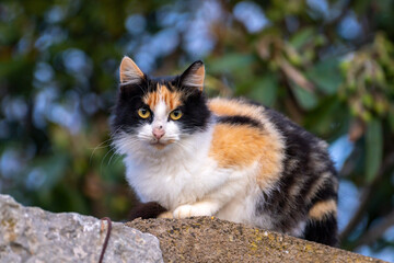 Naklejka na ściany i meble Dreifarbige Katze im Frühjahr auf Mallorca