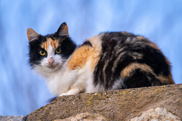 Dreifarbige Katze im Frühjahr auf Mallorca