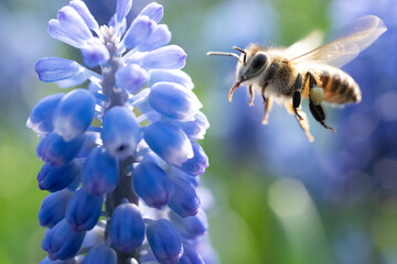 bee on flower