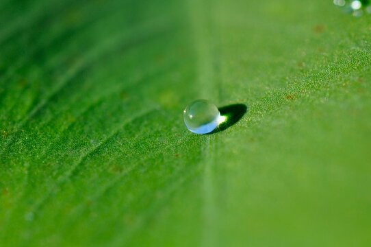 Macro water drop on green leaf
