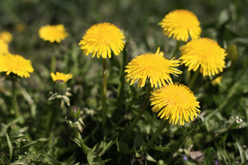 Yellow dandelion flower in green grass. Meadow with yellow dandelions on a sunny day. Blooming spring meadow. Close-up. Dandelion plant with a fluffy bud. Spring time concept with blooming dandelion.