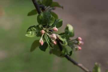 Fototapeta na wymiar Spring branch of an apple tree with pink budding buds and young green leaves. Apple, apple blossoms, apple blossoms, buds.