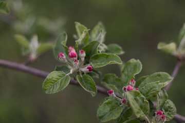 Spring branch of an apple tree with pink budding buds and young green leaves. Apple, apple blossoms, apple blossoms, buds.