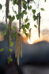 Close-up of birch chains.
Birch buds in spring, on a branch, natural background. Earrings with yellow birch buds on the background of the sunset.
