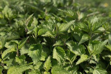 Nettle with fluffy green leaves.  Bush of stinging-nettles. Nettle leaves. Top view. Botanical pattern. Greenery common nettle. Green leaves background. 