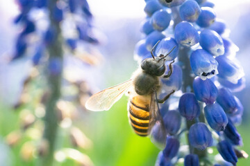 bees on flowers in the garden