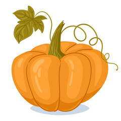 Pumpkin squash. Cartoon orange pumpkin, fall harvest gourd with leaves. Autumn thanksgiving and halloween pumpkin flat vector illustration