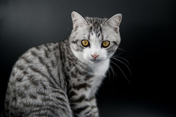 Fototapeta na wymiar American Shorthair Cat