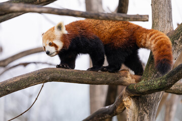 Walking red panda (Ailurus fulgens), also known as the lesser panda.	