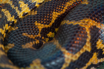 Python skin close up