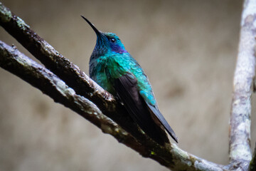 brilliant blue and green hummingbird  in Costa Rica's cloud forest 
