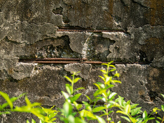 old stone wall with small tree
