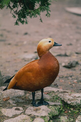 Red mandarin duck
