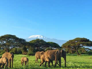 elephants under Kilimanjaro