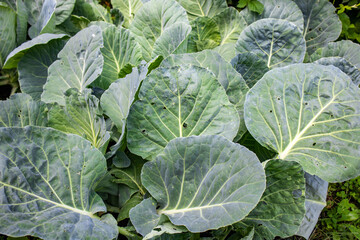 Naklejka premium A pile of fresh green cabbage leaves, collected and stacked on the ground, sitting on top, background