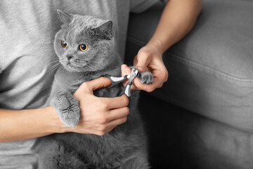 The girl cuts the claws of the cat in the home interior.