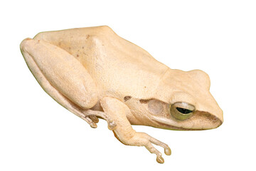 white frog isolated on transparent background, PNG File