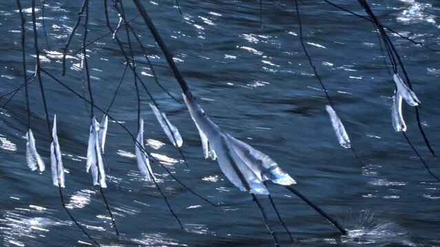 Icy Branches dragging in Water