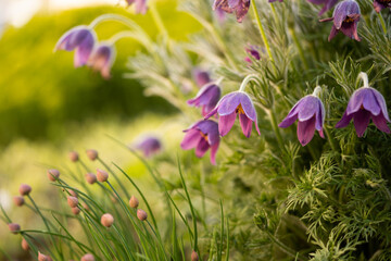 Purple bluebell flowers in warm sunny summer light