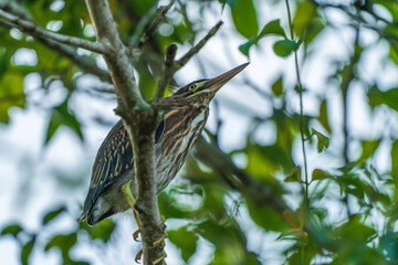 Green heron in the Amazon rainforest