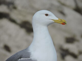 seagull