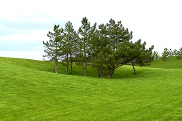 
Young pine trees on a green lawn.