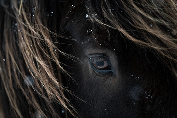 Icelandic horse eye close-up in the winter with snow