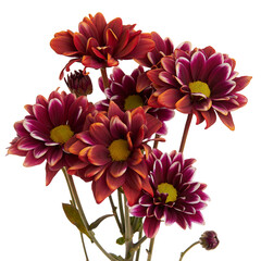 tinted dyed chrysanthemum flowers