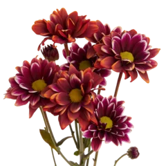 Zelfklevend Fotobehang tinted dyed chrysanthemum flowers © Lots Of Crops