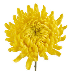 yellow chrysanthemum flower close up