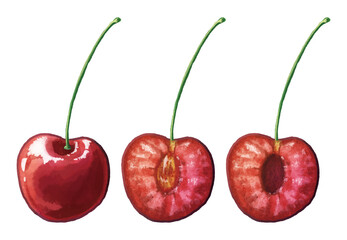 A group of cherry illustrations