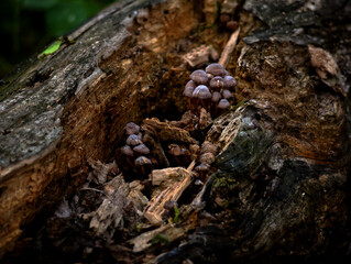 Mushroom 