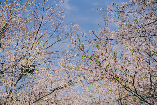 서울의 벚꽃 사진