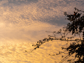 Fototapeta premium Silhouette tree and the vivid color of light of the morning sky