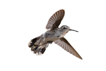 Anna's Hummingbird (Calypte anna) Photo, in Flight on a Transparent Background