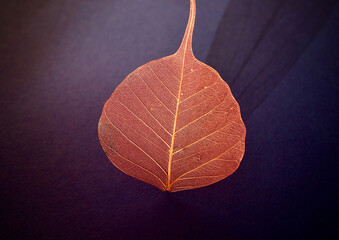 red veil leaves or skeleton leaves with its shadow on a purple background , top view, copy space, close up