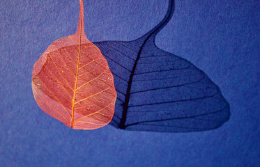 red veil leaves or skeleton leaves with its shadow on a blue background , top view, copy space