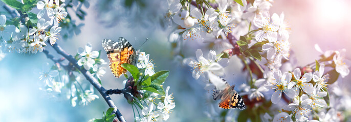 Orange fragile butterflies in a cherry orchard. Spring summer banner.